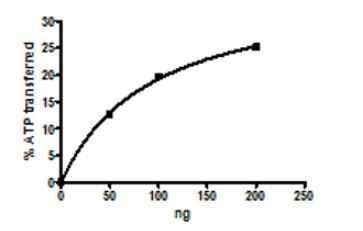Functional Studies - Recombinant human Wee1 protein (GST tag N-Terminus) (AB271795)