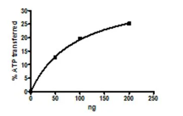 Functional Studies - Recombinant human Wee1 protein (GST tag N-Terminus) (AB271795)