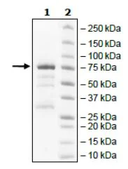 SDS-PAGE - Recombinant human Wee1 protein (GST tag N-Terminus) (AB271795)