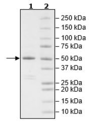 SDS-PAGE - Recombinant Human Wee1 protein (Tagged) (AB271794)