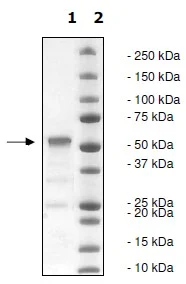 SDS-PAGE - Recombinant human WHSC1/NSD2 protein (Catalytic domain) (GST tag N-Terminus) (AB198120)