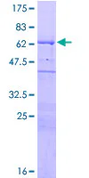 SDS-PAGE - Recombinant Human WIPF1 protein (GST tag N-Terminus) (AB132512)