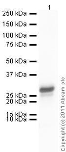 Recombinant human WISP2 protein