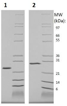 SDS-PAGE - Recombinant Human WISP2 protein (Animal Free) (AB256117), expandable thumbnail