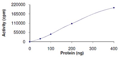 Recombinant human WNK1 protein