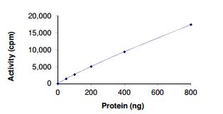 Functional Studies - Recombinant human WNK2 protein (Active) (AB205996)