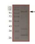 SDS-PAGE - Recombinant human WNK2 protein (Active) (AB205996)
