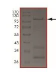 SDS-PAGE - Recombinant human WNK2 protein (Active) (GST tag N-Terminus) (AB205996)