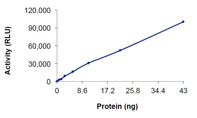 Functional Studies - Recombinant human WNK3 protein (Active) (AB269136)