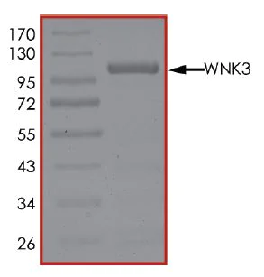 SDS-PAGE - Recombinant human WNK3 protein (Active) (AB269136)