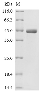 SDS-PAGE - Recombinant Human Wnt10a protein (AB289784)