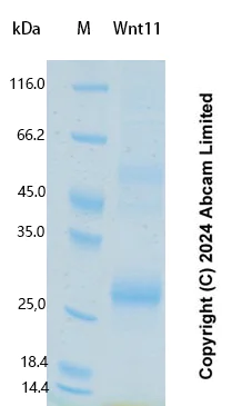 SDS-PAGE - Recombinant Human Wnt11 Protein Standard (AB323033)