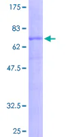 SDS-PAGE - Recombinant Human Wnt2b protein (GST tag N-Terminus) (AB132538)