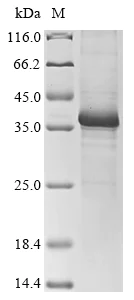 SDS-PAGE - Recombinant Human Wnt3a protein (AB289777)