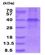 SDS-PAGE - Recombinant Human Wnt3a protein (denatured) (AB202209)