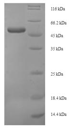 SDS-PAGE - Recombinant Human Wnt4 protein (Tagged) (AB236179)