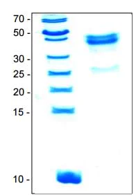 SDS-PAGE - Recombinant Human Wnt5a protein (AB204627)