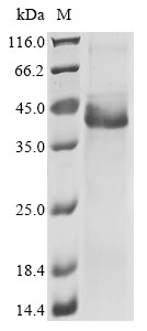 SDS-PAGE - Recombinant Human Wnt5a protein (AB289779), expandable thumbnail