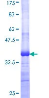SDS-PAGE - Recombinant Human Wnt7b protein (GST tag N-Terminus) (AB152805)