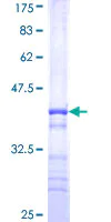 SDS-PAGE - Recombinant Human WSB2 protein (AB163264)