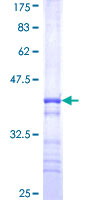 SDS-PAGE - Recombinant Human WSB2 protein (GST tag N-Terminus) (AB163264)