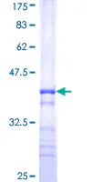 SDS-PAGE - Recombinant Human WSB2 protein (GST tag N-Terminus) (AB163264)