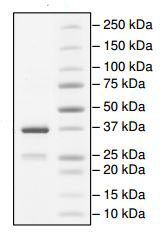 SDS-PAGE - Recombinant Human WSTF protein (GST tag N-Terminus) (AB196113)