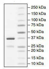SDS-PAGE - Recombinant Human WSTF protein (GST tag N-Terminus) (AB196113)