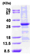 SDS-PAGE - Recombinant Human WWOX protein (His tag N-Terminus) (AB86687)