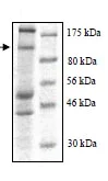 SDS-PAGE - Recombinant Human WWP1 protein (AB95931)