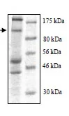 SDS-PAGE - Recombinant Human WWP1 protein (DDDDK tag N-Terminus) (AB95931)