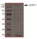 SDS-PAGE - Recombinant Human WWP1 protein (Tagged) (AB182822)