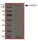 SDS-PAGE - Recombinant Human WWP1 protein (Tagged) (AB182822)