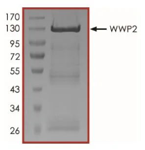 SDS-PAGE - Recombinant human Wwp2 protein (Active) (GST tag N-Terminus) (AB269138)