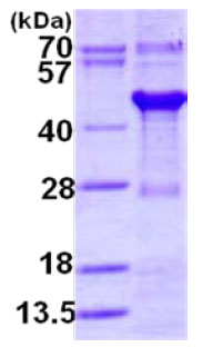 SDS-PAGE - Recombinant Human XAB1/GPN1 protein (AB128455), expandable thumbnail