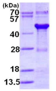 SDS-PAGE - Recombinant Human XAB1/GPN1 protein (His tag N-Terminus) (AB128455)