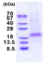 SDS-PAGE - Recombinant Human XAF1 protein (AB180297), expandable thumbnail