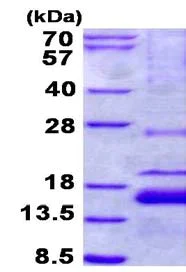 SDS-PAGE - Recombinant Human XAGE1 protein (His tag N-Terminus) (AB134602)