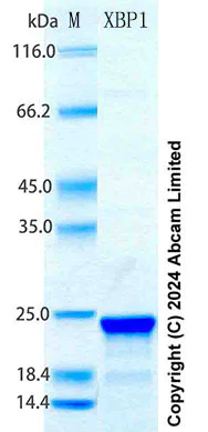 SDS-PAGE - Recombinant Human XBP1 Protein Standard (AB316720)