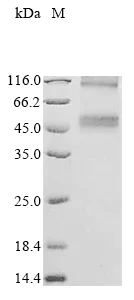 SDS-PAGE - Recombinant Human xCT protein (AB289771)