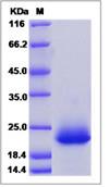 SDS-PAGE - Recombinant Human Xg blood group protein (His tag) (AB276663), expandable thumbnail