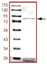 SDS-PAGE - Recombinant Human XIAP protein (AB125537)