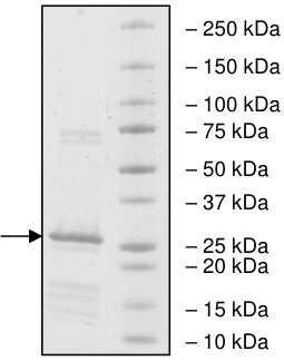 Recombinant human XIAP protein
