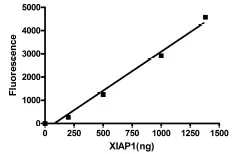 Functional Studies - Recombinant human XIAP protein (AB95933)