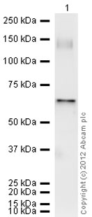 Western blot - Recombinant human XIAP protein (AB95933), expandable thumbnail