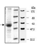 SDS-PAGE - Recombinant human XIAP protein (DDDDK tag N-Terminus) (AB95933)