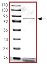 SDS-PAGE - Recombinant Human XIAP protein (GST tag C-Terminus) (AB125537)
