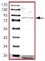 SDS-PAGE - Recombinant Human XIAP protein (GST tag C-Terminus) (AB125537)