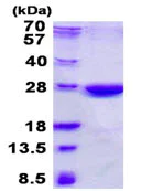 SDS-PAGE - Recombinant Human XLF protein (AB131670)