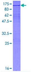 SDS-PAGE - Recombinant Human XRCC1 protein (GST tag N-Terminus) (AB131742)